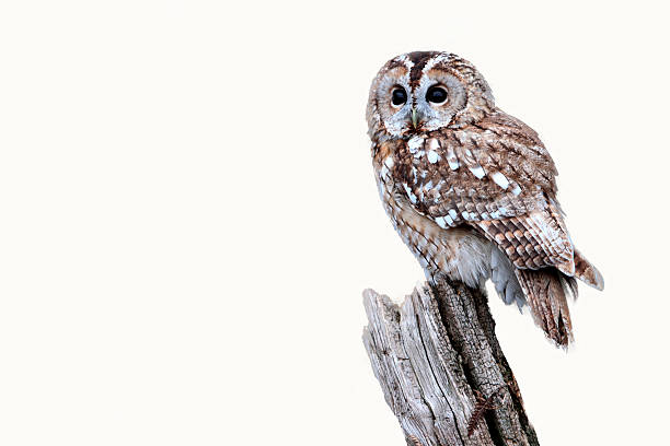 istock Tawny owl, Strix aluco 466625353