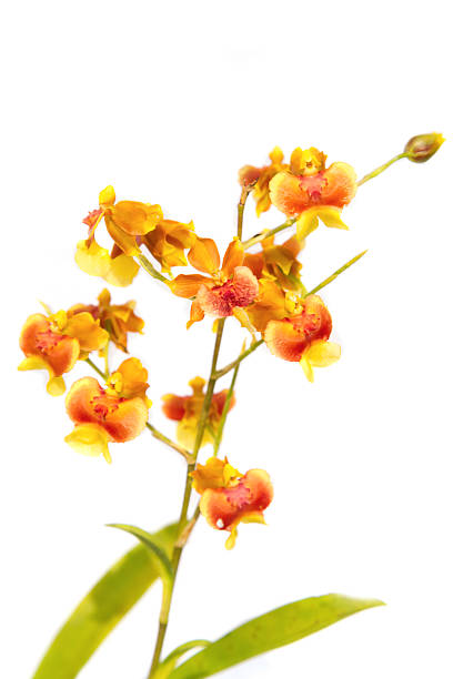 Yellow Oncidium orchid Yellow Oncidium orchid oncidium orchids stock pictures, royalty-free photos & images