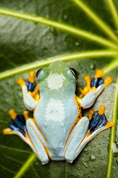 istock Flying Frog, Rhacophorus reinwardtii 466625573