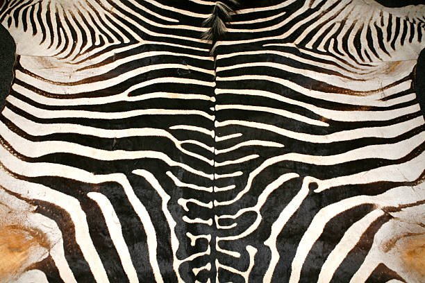 Black and white texture pattern of an original zebra skin Macro picture of a zebra skin texture as a  background fur protest stock pictures, royalty-free photos & images