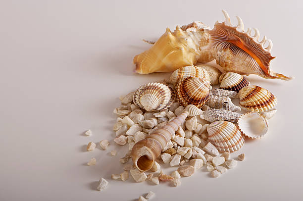 istock Scallop on a white background and pebbles 466625723