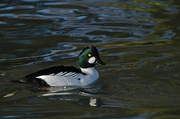 istock Common Goldeneye Male 466627831