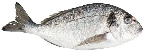 Photo of bream fish. isolated.