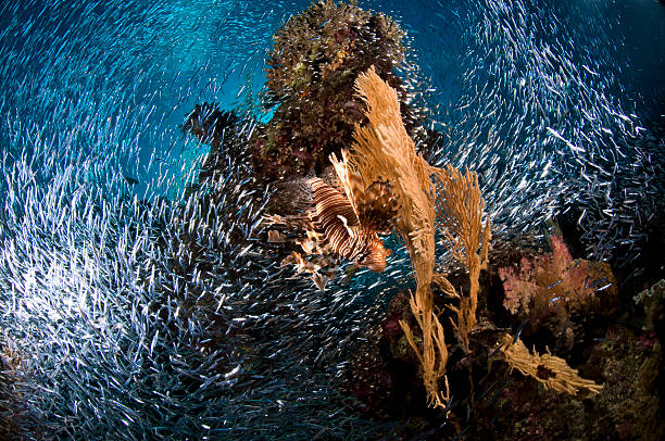 Coral recif, underwater, coral, fish, marine world, lion stock photo