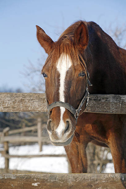 istock Chestnut horse looking over corral fence 466629914