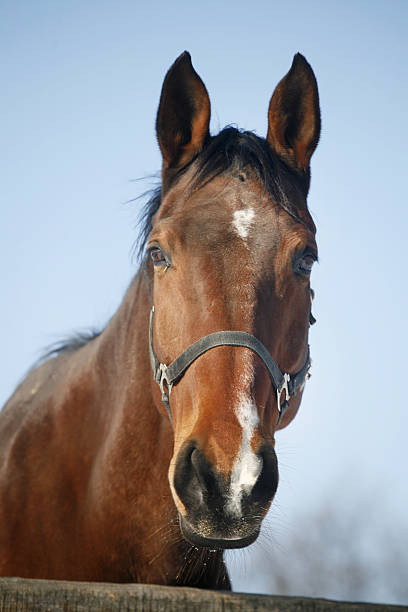 Close-up of a bay horse in winter corral Head shot of a thoroughbred yearling horse. Headshot of a horse winter time dog and pony show stock pictures, royalty-free photos & images