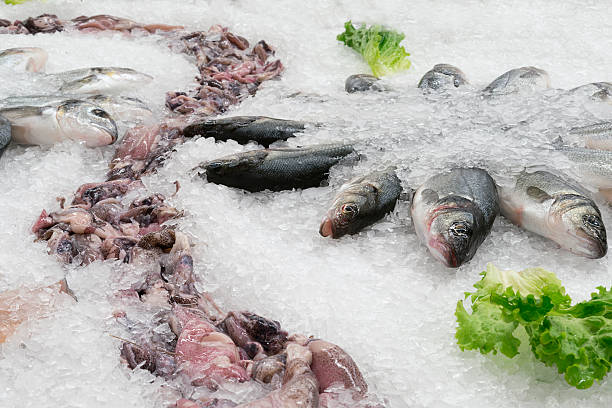 istock sea wolf fish and kalmars on ice. frozen fish background. 466630416