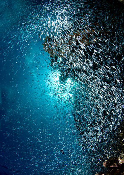 istock Coral recif, underwater, coral, fish, marine world 466630899
