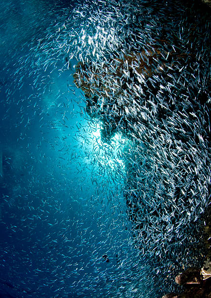 Coral recif, underwater, coral, fish, marine world stock photo