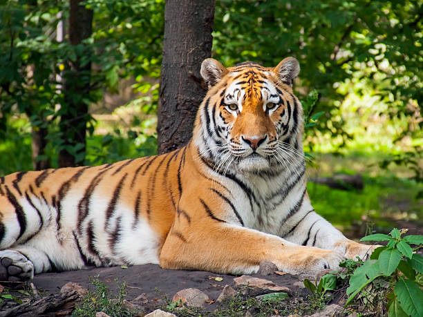istock Amur tiger, also known as a Siberian tiger resting in woods 466631799