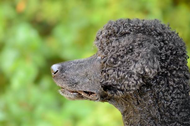 istock Standard French Poodle Head Profile 466632215
