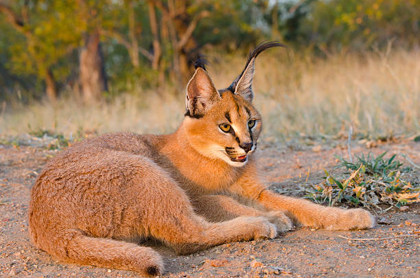 istock Caracal Resting - South Africa 466632787