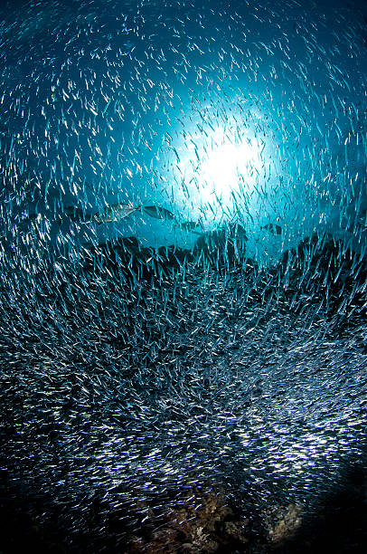 istock Coral recif, underwater, coral, fish, marine world 466633089