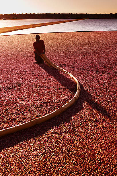 Cranberry Farm Worker in the Marsh Vt