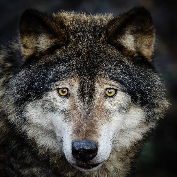 Wolf Close-up stock photo