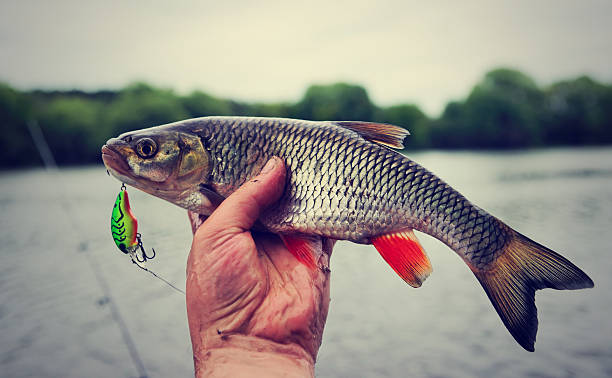 Chub caught on plastic lure, toned Chub caught on plastic lure against water and sky, toned image rudd fish photos stock pictures, royalty-free photos & images