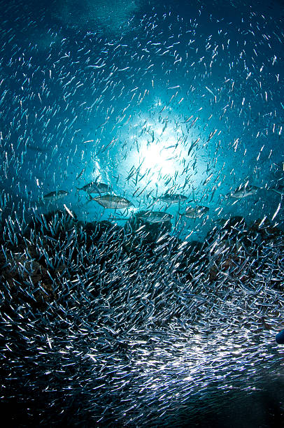 istock Coral recif, underwater, coral, fish, marine world 466633799
