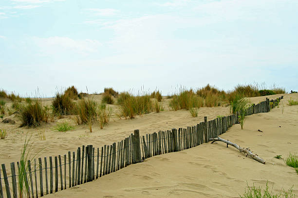 istock Dunes in the Carmargue 466634388