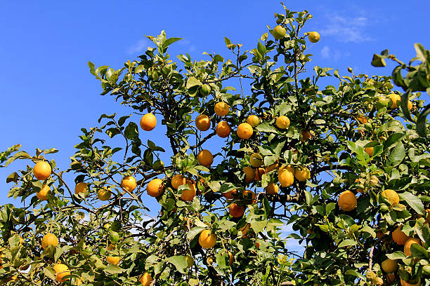 albero di limone con foglie e frutti su sfondo blu cielo - agriculture branch cut flowers citrus fruit foto e immagini stock