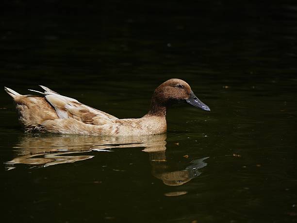 brown duck gliding across pond