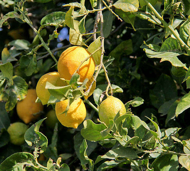 albero di limone ramo con foglie e frutti - agriculture branch cut flowers citrus fruit foto e immagini stock