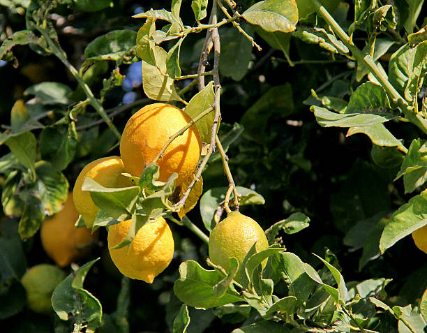 albero di limone ramo con foglie e frutti - agriculture branch cut flowers citrus fruit foto e immagini stock