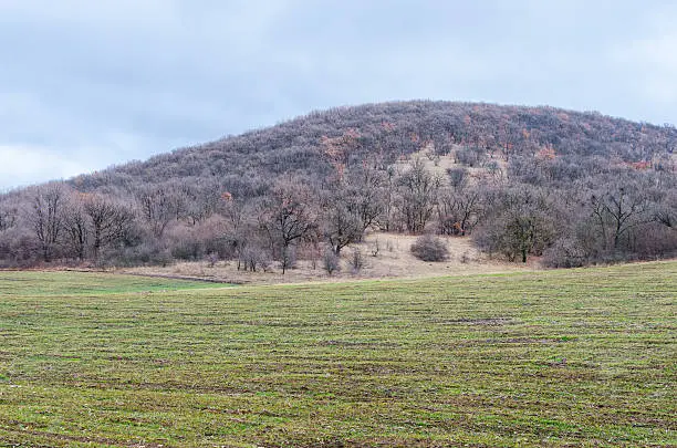 Photo of Forest over a crop field who have just been planted