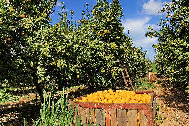 Harvest At Lemon Garden stock photo