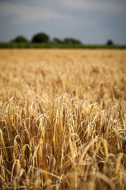 istock Golden corn field, ready for harvesting 466637136