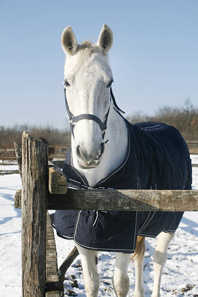 istock Gray coored horse looking over the winter paddock fence 466637648