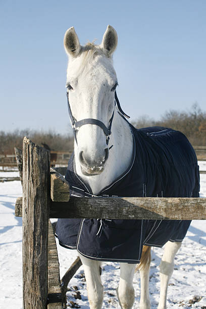 Gray coored horse looking over the winter paddock fence White gray stallion looking over paddock fence winter time dog and pony show stock pictures, royalty-free photos & images