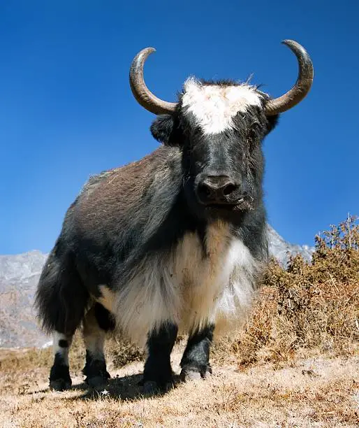 Black and white Yak - bos grunniens or bos mutus on the way to Everest base camp and mount Pumo ri - Nepal