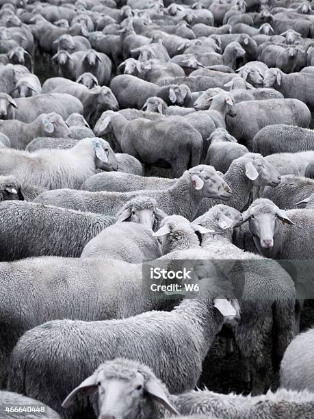 Crowded Sheep Stock Photo - Download Image Now - 2015, Abundance, Agricultural Field