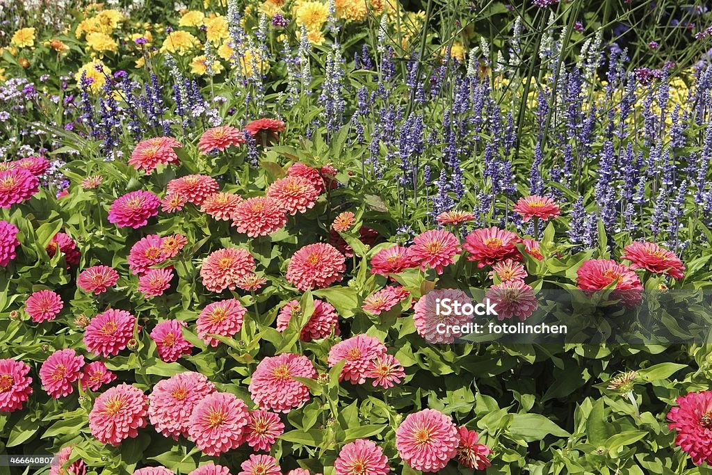 Kräuter und Blumen Garten - Lizenzfrei Alternative Medizin Stock-Foto