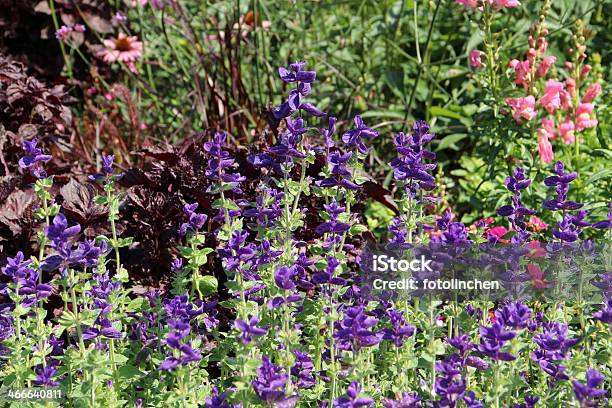 Blühende Salvia Stockfoto und mehr Bilder von Blatt - Pflanzenbestandteile - Blatt - Pflanzenbestandteile, Blau, Blume