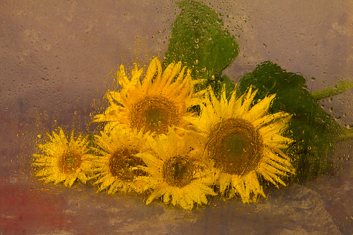 Sunflowers. Taken through a wet glass.