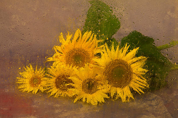 sonnenblumen durch ein nasses glas - dewy sunflower - fotografias e filmes do acervo