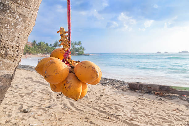 Cluster of king coconut hanging from palm tree with beautiful sandy beach in background.