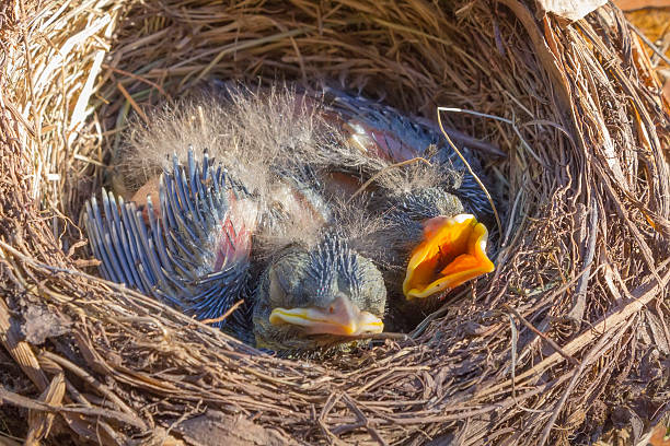 istock small Blackbirds just leave the egg in nest 466644215