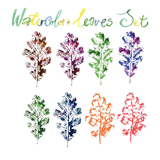 разноцветный набор из дуба листья, окрашенный в акварельных тонах - white background stock illustrations