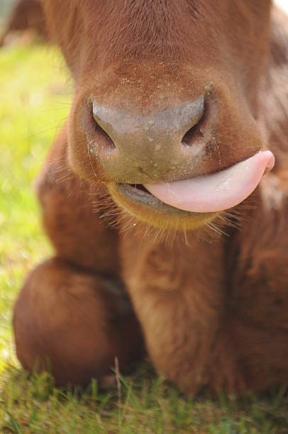 istock close up of a calf mouth licking 466647846