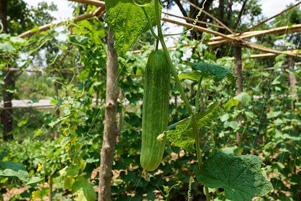 istock Cucumber Growing on a Trellis 466648394