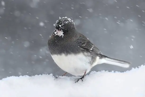 Dark-eyed Junco (junco hyemalis) on a snow-covered branch