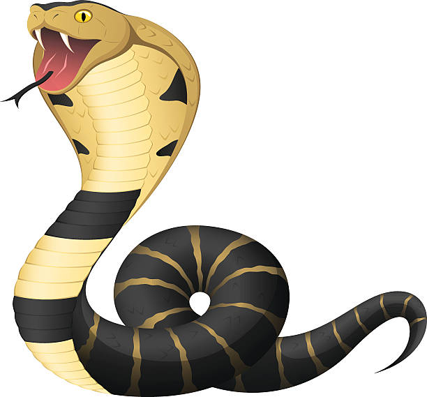 King Cobra Vector illustration of a king cobra snake. Illustration uses linear gradients AND transparencies. Both .ai and AI10-compatible .eps formats are included, along with a high-res .jpg, and a high-res .png with transparent background. ophiophagus hannah stock illustrations