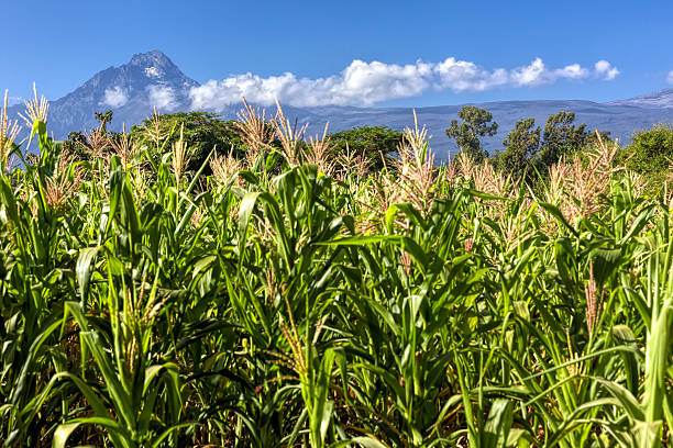 istock Mawenzi peak with sun flowers and clouds 466649094