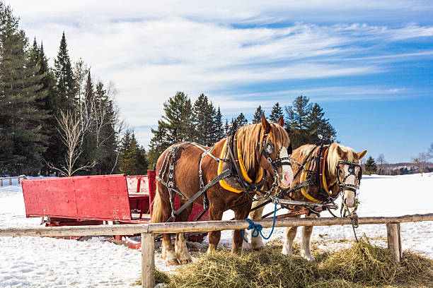 istock Sleigh ride on a winter day 466649102