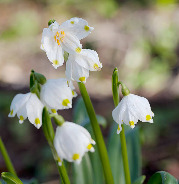 Spring Snowflake (Leucojum vernum) Short Perennial. Leaves bright green, 2-3, strap shaped, 5-15mm wide, generally half-developed at flowering time. Flowers white, nodding bells, 15-25mm long, solitary or paired, the tepals all alike and with a green spot near the thickened tip; anthers orange. leucojum vernum stock pictures, royalty-free photos & images