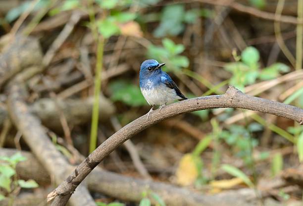 istock male hainan blue flycatcher 466649536