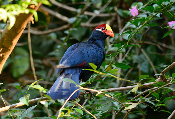 violet turaco (musophaga violacea) - gallica rose - fotografias e filmes do acervo