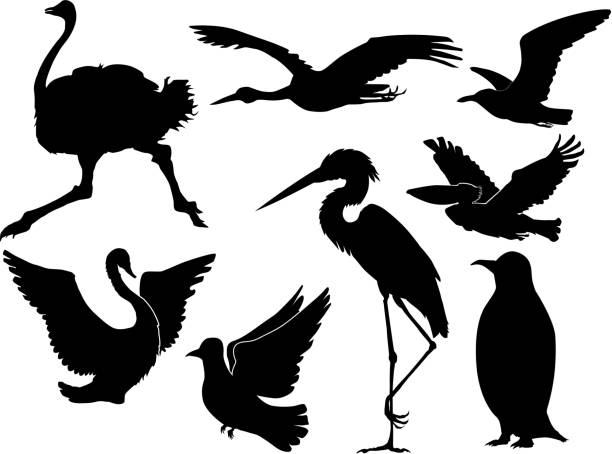 birds set of silhouettes of different birds ostrich silhouette stock illustrations